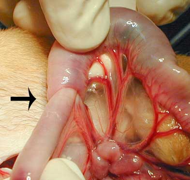 Intussucepção em cães - cirurgia- enterectomia com enteroanastomose