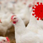 Anemia Infecciosa das Aves: da etiologia ao controle