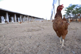 Encefalomielite aviária: causas, prevenção e controle